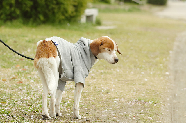 犬の花粉症の症状とは？くしゃみや目のかゆみなどがあるの？