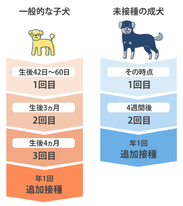 犬の混合ワクチン接種スケジュール